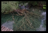 Plitvice -11-07-2013 - Bogdan Balaban